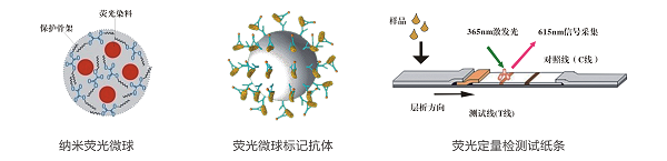 伏馬毒素熒光定量快速檢測系統 伏馬毒素熒光定量快速檢測系統