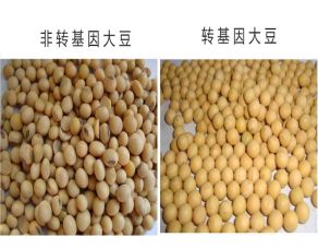 轉基因大豆