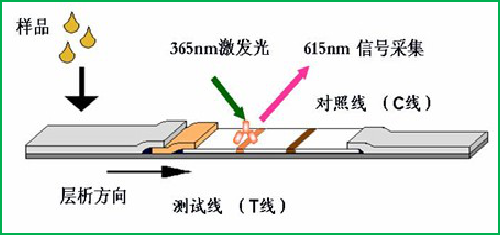 熒光定量檢測技術